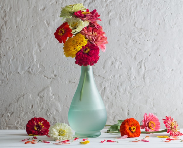 Zinnia flowers on white