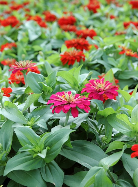 Photo zinnia flowers