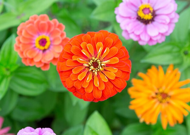 Photo zinnia flowers