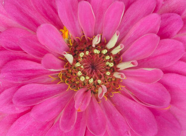 Foto sfondo di petali di zinnia