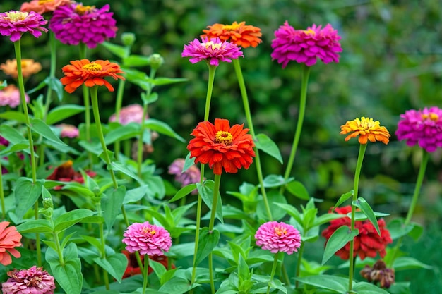 Zinnia's in alle kleuren bloeien in de zomertuin