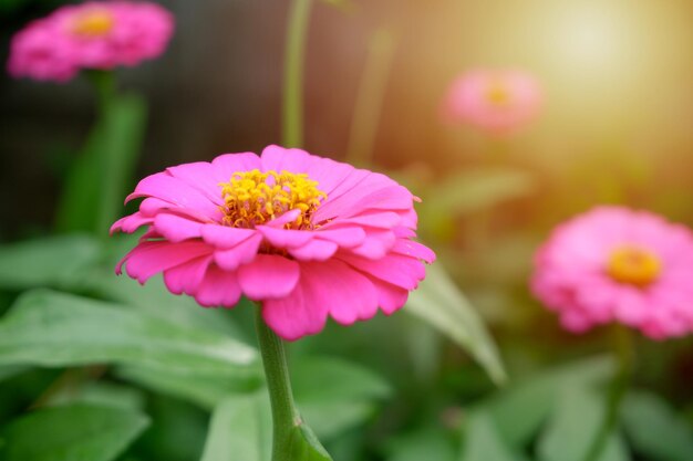 百日草または青年と老後の花は緑の葉と明るいフクシアピンクで咲いています