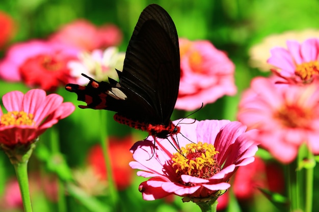 Zinnia 또는 Youthandoldage 꽃과 Common Rose Swallow 또는 Pachliopta aristolochiae 나비