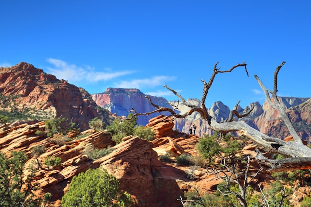 Zion National Park Scenic Landscapes USA Arizona