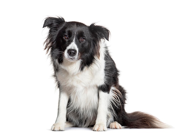 Zit border collie kijken naar de camera met nieuwsgierigheid geïsoleerd op wit