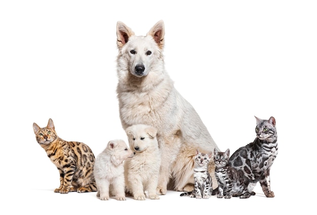 Zittend Berger Blanc Suisse hond en Bengaalse kat volwassenen kitten en puppy geïsoleerd op wit