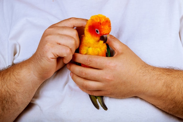 Zittend op een handpalm speelt de mens met papegaai