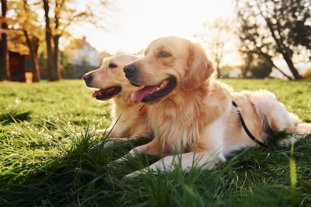 Zittend op het gras Twee prachtige Golden Retriever-honden wandelen samen buiten in het park