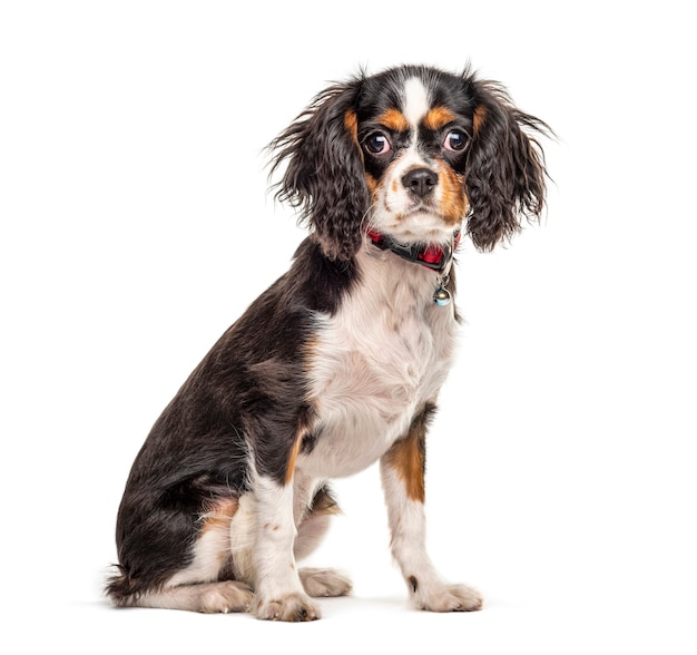 Zittend schattig Cavalier King Charles Spaniel, geïsoleerd op wit