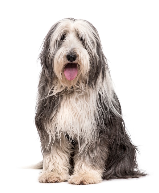 Zittende bearded collie dog hijgen