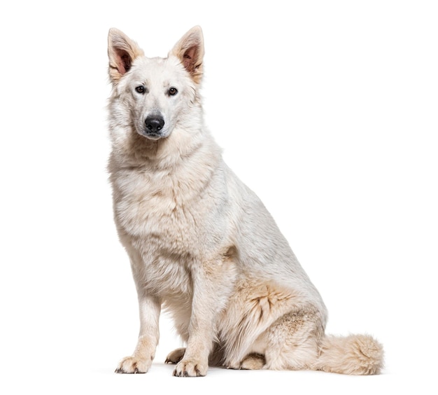 Zittende Berger Blanc Suisse geïsoleerd op wit