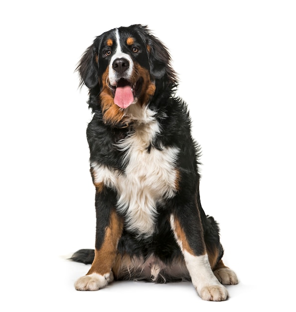 Zittende berner sennenhond hijgend