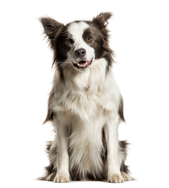 Zittende Border Collie hijgend