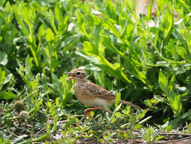 Zittende Cisticola-vogel in het gras