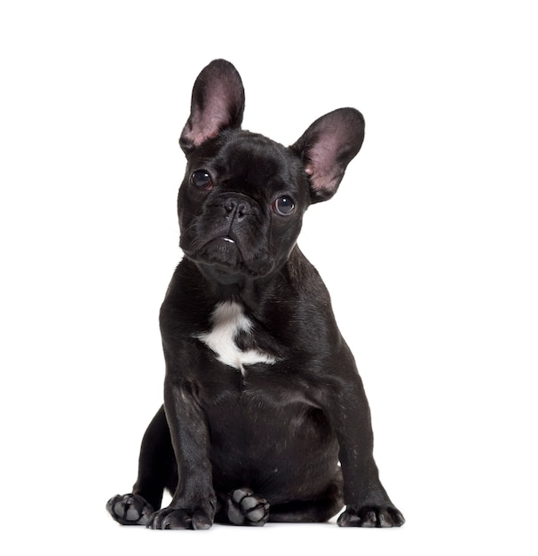 Zittende Franse Bulldog, geïsoleerd