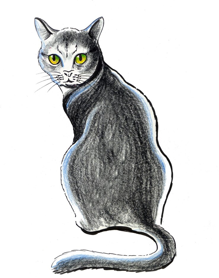 Foto zittende grijze kat. tekening met inkt en potlood