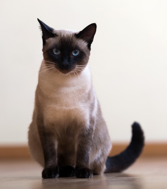 Zittende jonge volwassene siamese kat