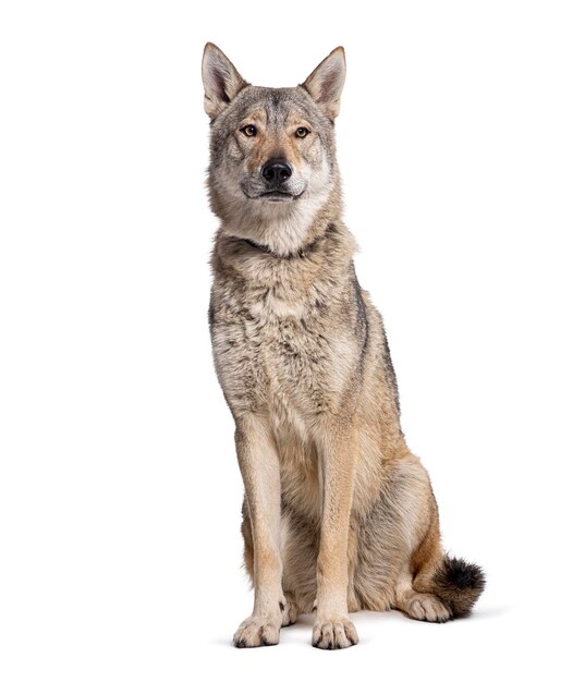Zittende Tsjechoslowaakse wolfhond geïsoleerd op wit