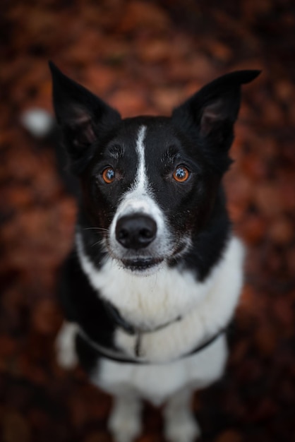 zittende verticale harige border collie schattig portret