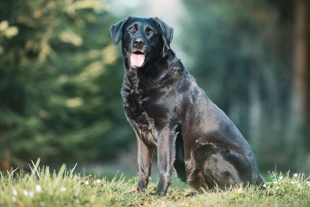 Foto zittende zwarte labrador retriever hond portret in het bos