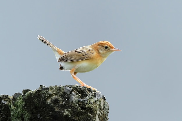 Зиттинг Cisticola птица ждет еды