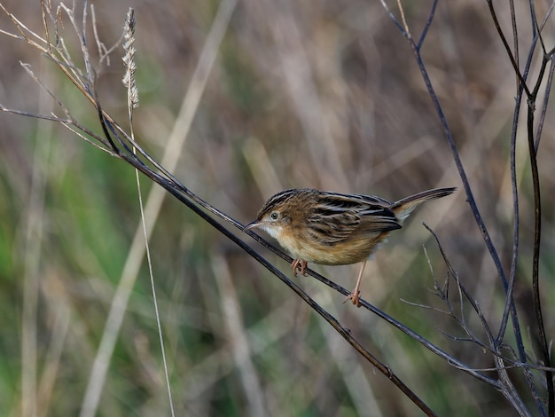 ツィッティング・システィコラ。 Cisticola juncidis。