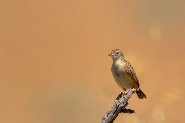 Зиттинг цистикола или полосатая веерохвостая камышевка Cisticola juncidis Малага Испания