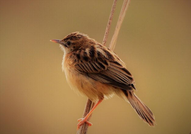 Zitting cisticola