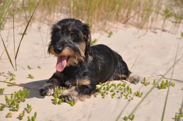 Zitting van de draad de haired tekkelhond op zand