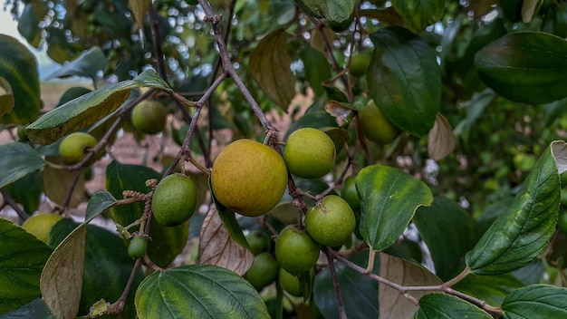 Фото ziziphus mauritiana bidara — вечнозеленый кустарник или небольшое деревце.