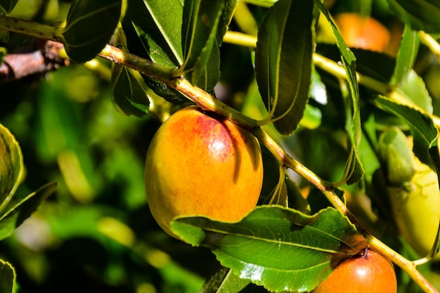 Zizyphus jujuba Fruit