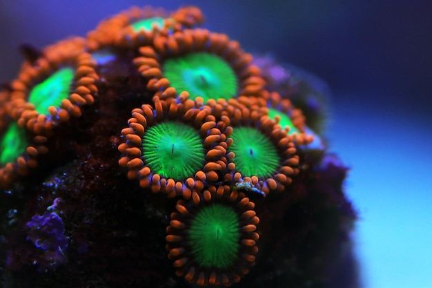 Zoanthid 폴립 식민지는 모든 산호초 수족관 탱크에 대한 놀라운 다채로운 생활 장식입니다.