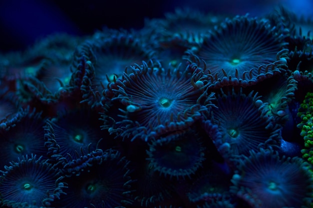 Zoanthus spp sea corals closeup