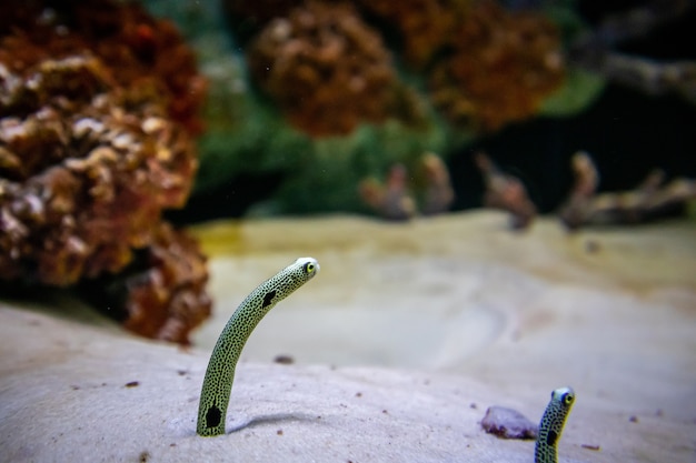 Zoek tuinpaling in aquariumzand