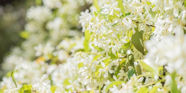 Zoet geurende witte bloemen van sterjasmijn of valse jasmijn klimplant