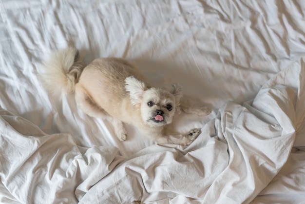 Zoet hond zo schattig gemengd ras met Shih-Tzu, Pomeranian en Poedel slapen ligt op een bed