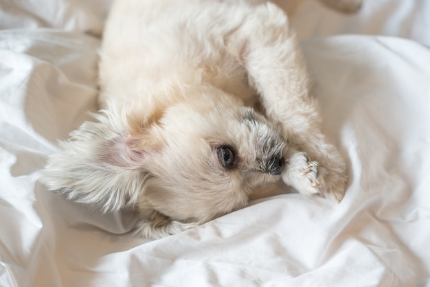 Zoet hond zo schattig gemengd ras met Shih-Tzu, Pomeranian en Poedel slapen ligt op een bed