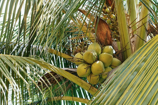 Zoet kokosnotenfruit op kokosnotenboom retro filter