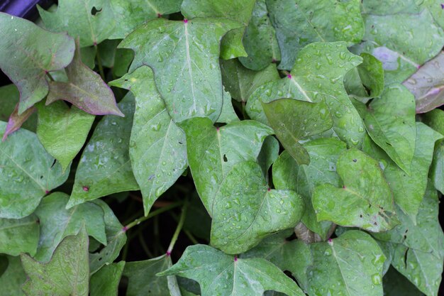 Zoete aardappelbladeren in de biologische tuin in het voorjaar