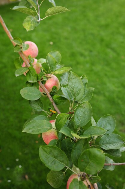 Zoete appels aan de boom