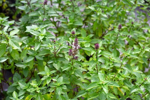 Zoete basilicum Bloem en blaadjes