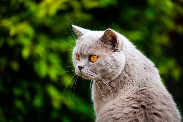 Zoete Britse kat op groen gras