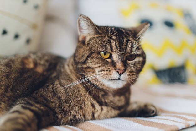 Zoete gouden kat liggend op de Bank