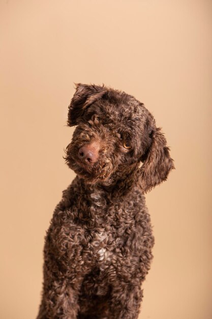 Foto zoete jonge spaanse waterhond op een beige achtergrond portret van een huisdier in een fotostudio