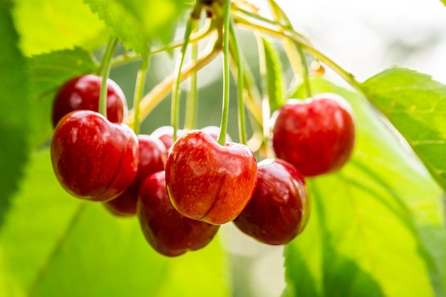 Zoete kersen op boom Vruchten op twing in de tuin