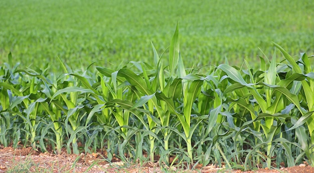 Zoete maïs veld in de natuur