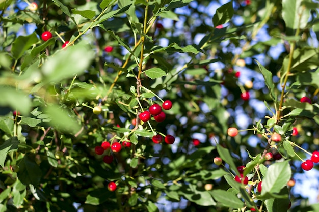 Zoete rijpe kers op een tak van dichtbij in de tuin