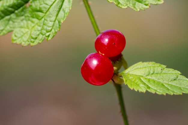 Zoete rode en rijpe steenbraambessen in de zomeraard Rubus saxatilis