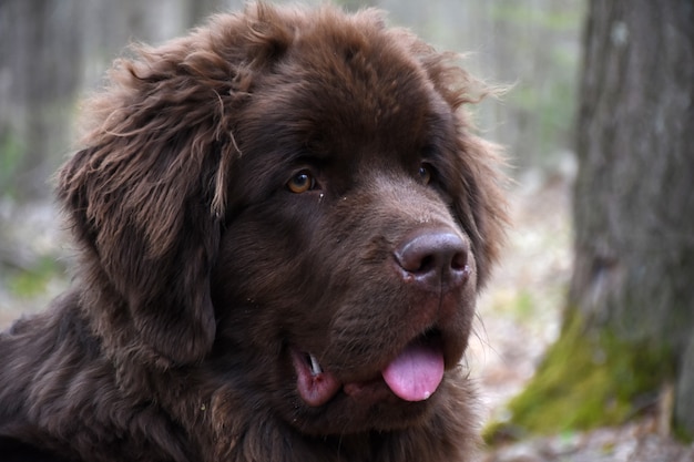 Zoete uitdrukking op het gezicht van een pluizige bruine hond uit Newfoundland