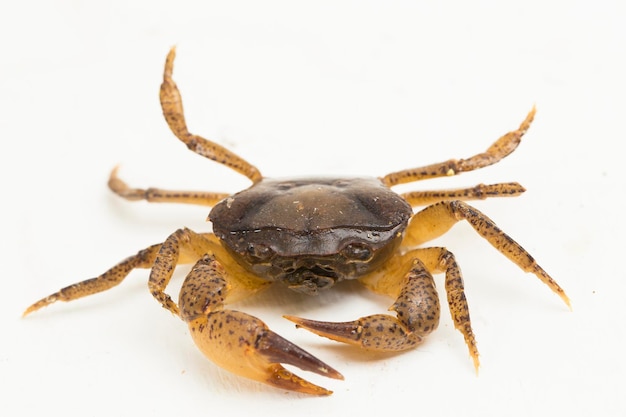 zoetwaterkrab die op witte achtergrond wordt geïsoleerd